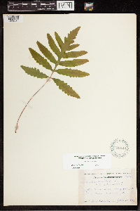 Onoclea sensibilis image
