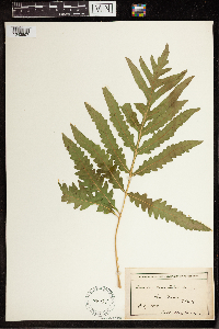 Onoclea sensibilis image