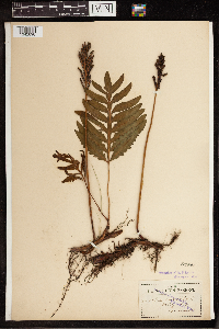 Onoclea sensibilis image