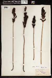 Onoclea sensibilis image