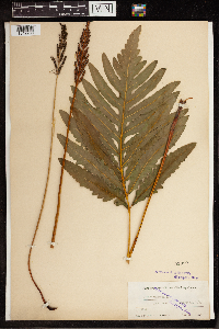 Onoclea sensibilis image