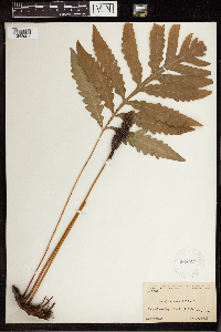 Onoclea sensibilis image