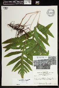 Onoclea sensibilis image