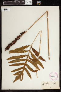 Onoclea sensibilis image