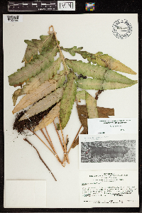 Onoclea sensibilis image