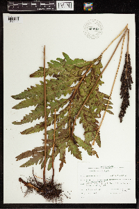 Onoclea sensibilis image
