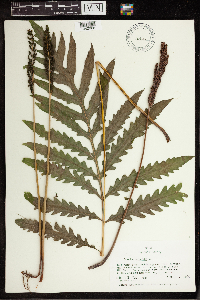 Onoclea sensibilis image