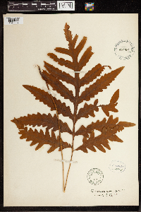 Onoclea sensibilis image