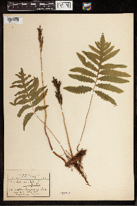 Onoclea sensibilis image