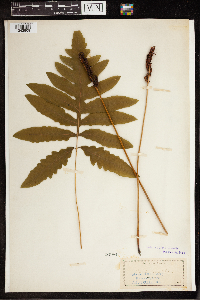 Onoclea sensibilis image