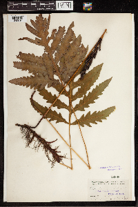 Onoclea sensibilis image