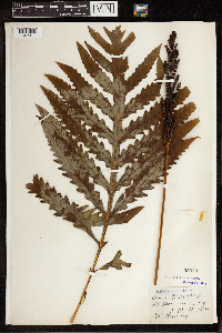 Onoclea sensibilis image