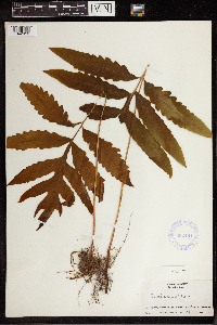 Onoclea sensibilis image