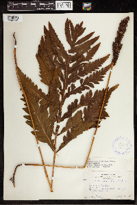 Onoclea sensibilis image