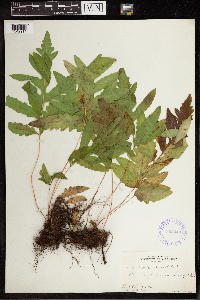 Onoclea sensibilis image