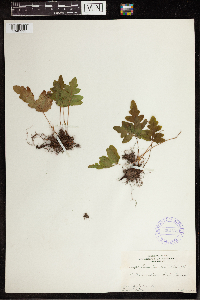 Onoclea sensibilis image