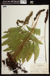Onoclea sensibilis image