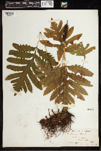 Onoclea sensibilis image