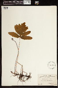 Onoclea sensibilis image