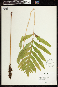 Onoclea sensibilis image