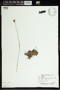 Utricularia cornuta image
