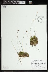 Utricularia cornuta image