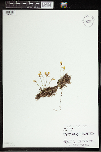 Utricularia cornuta image