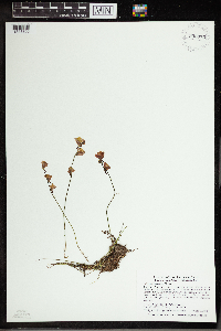 Utricularia cornuta image