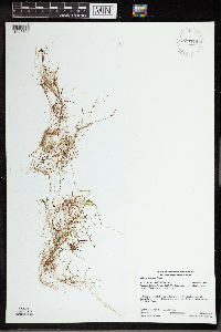 Utricularia cornuta image