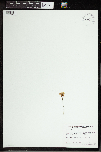 Utricularia cornuta image