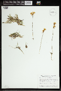 Utricularia cornuta image