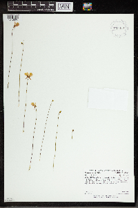 Utricularia cornuta image