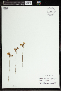 Utricularia cornuta image