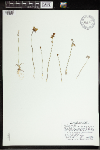 Utricularia cornuta image