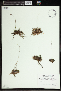 Utricularia cornuta image