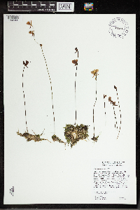 Utricularia cornuta image