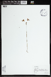 Utricularia cornuta image