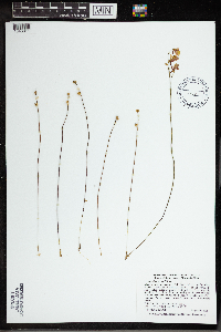 Utricularia cornuta image