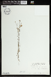 Utricularia cornuta image