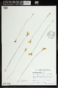 Utricularia cornuta image