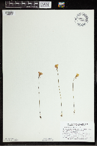 Utricularia cornuta image