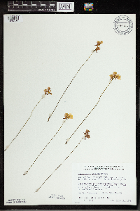 Utricularia cornuta image