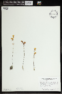 Utricularia cornuta image