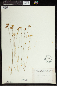 Utricularia cornuta image