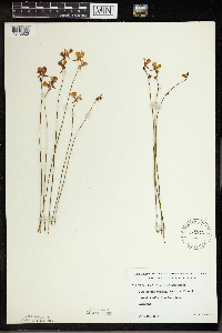 Utricularia cornuta image