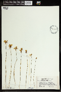 Utricularia cornuta image