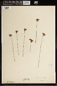 Utricularia cornuta image