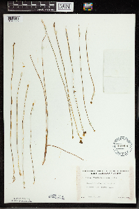 Utricularia cornuta image