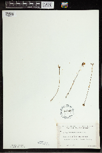 Utricularia cornuta image