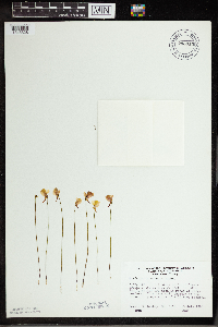 Utricularia cornuta image